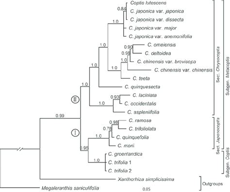 Bayesian Phylogram Inferred From The Combined Plastid Dna And Its Data