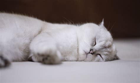 White Cat Dream Meanings Interpretations DreamFist