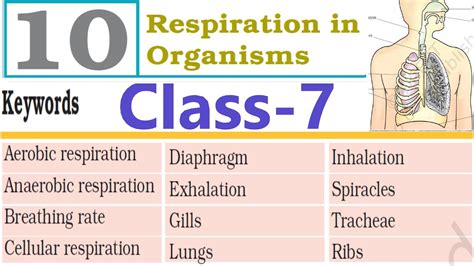 Keywords Exercises Class 7 Science Ch 10 Respiration In Organisms