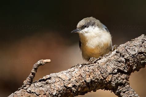 Pygmy Nuthatch Pictures and Photos - Photography - Bird | Wildlife ...