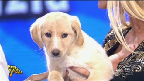 Il Cane Di Striscia Striscia La Notizia Video Mediaset Infinity