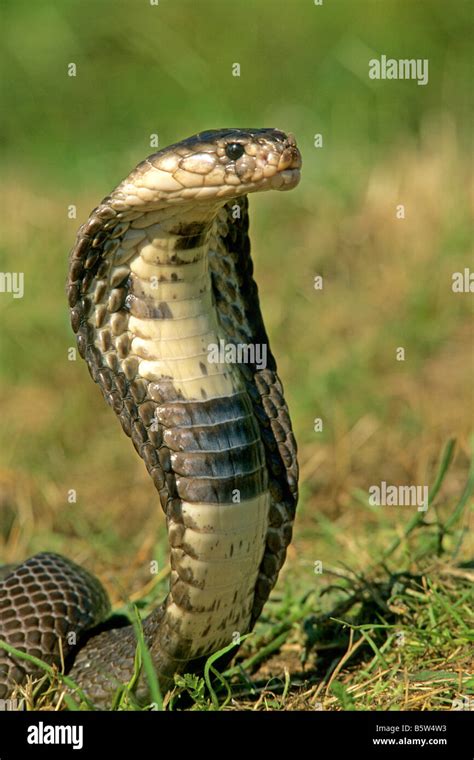 Indische Kobra, brillentragende Kobra (Naja Naja) mit Kopf angehoben ...