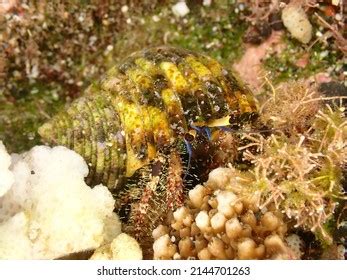 51 Red Hairy Hermit Crab Images Stock Photos Vectors Shutterstock