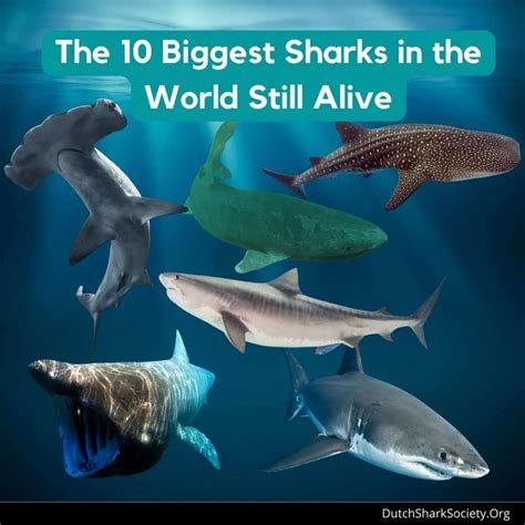 Largest Shark In The World 2023