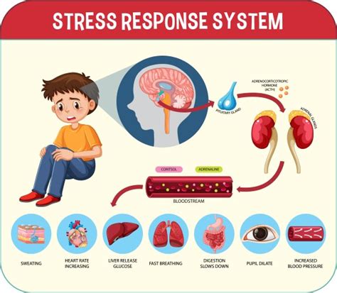 Activation Of The Stress System Royalty Free Vector Image