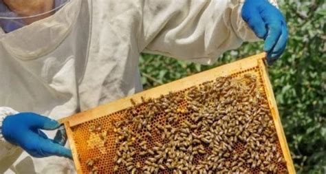 Beekeeping For Dummies - A Beginner's Guide to Beekeeping - Agro Pro