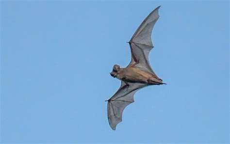 Mexican Free Tailed Bat Profile And Information