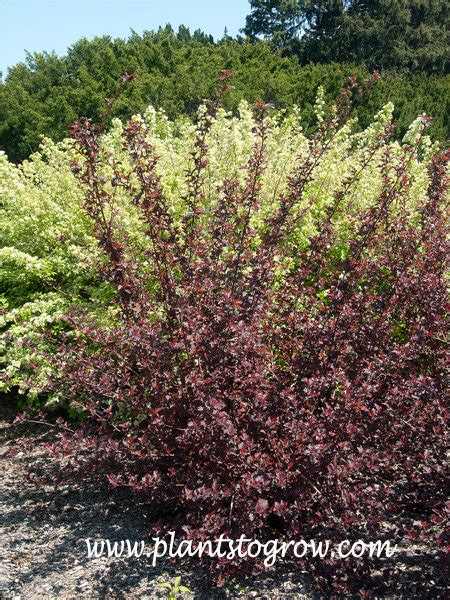 Lady In Red Physocarpus Opulifolius Plants To Grow Plants Database