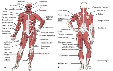 Anatomy - Muscles Diagram | Quizlet