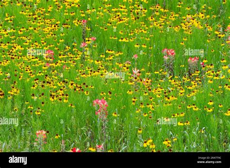 Wildflowers Brown Bitterweed Helenium Amarum Var Badium And