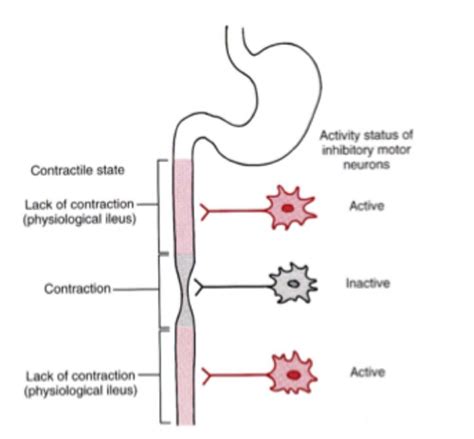 Gi Motility And Secretion Flashcards Quizlet