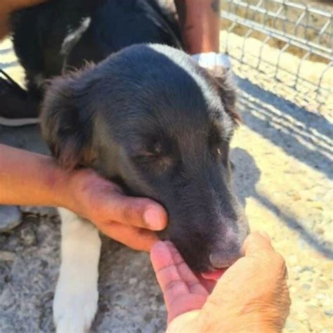 Star Chien Croisé e à l adoption Lyon Pet Adoption