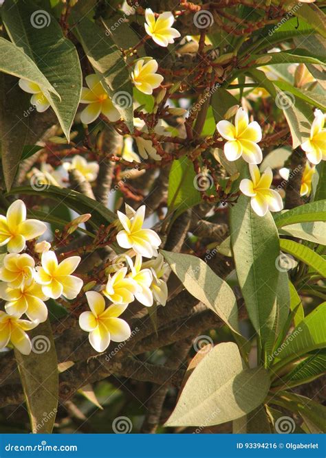 Frangipani Tropical Flowers Stock Photo Image Of Pink Hawaii 93394216