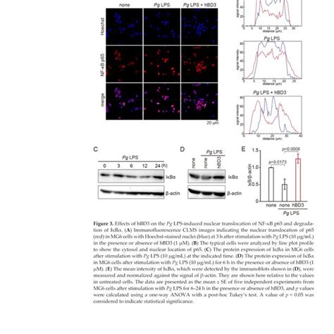 Effects of hBD3 on the Pg LPS induced nuclear translocation of NF κB