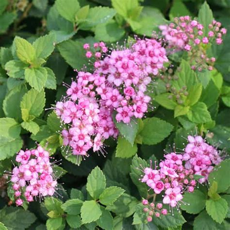 Little Princess Japanese Spirea Grown By Overdevest