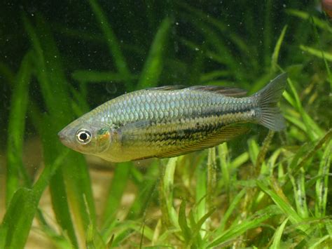 Melanotaenia Sp Running River Rainbowfish Moonlightaquatics