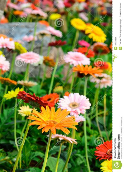 Colorful Flowers on a Meadow. Stock Photo - Image of springtime, wild ...