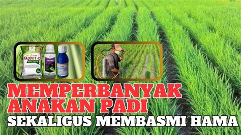 Cara Memperbanyak Anakan Padi Dan Membasmi Hama Pelipat Daun Kaper Ulat