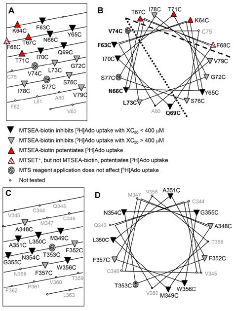 α helical wheel and net projections of TM2 A B and TM10 C D The