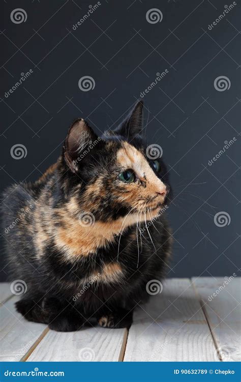 Tortoiseshell Cat On Grey Background Royalty-Free Stock Photo ...