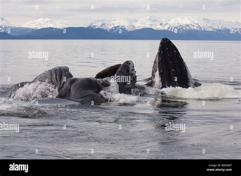 Bubble Net Feeding Humpback Whales Megaptera Novaeangliae In Alaska