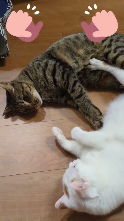 【ねこ動画】両手でハートをつくると Cat Shorts 推し活 Youtube