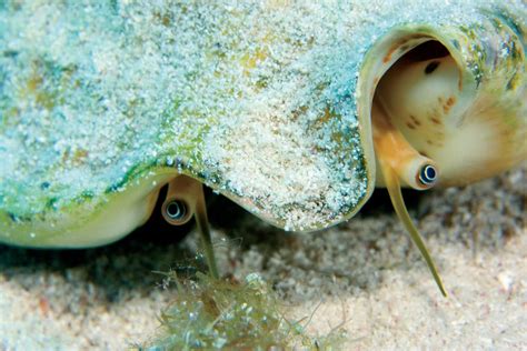 The Queen Conch Will Her Reign Continue Dive Training Magazine