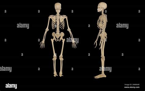 Posterior And Left Lateral View Of Skeletal System 3d Rendering Stock