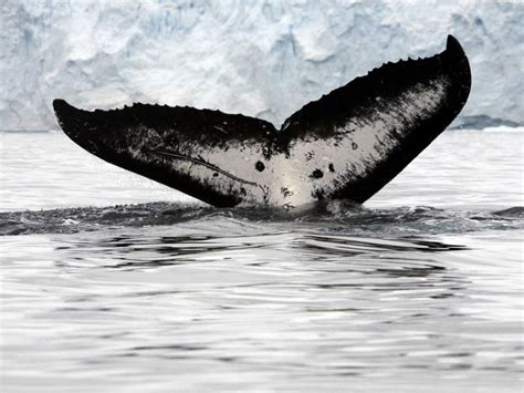 Whales of Antarctica | Times of India Travel