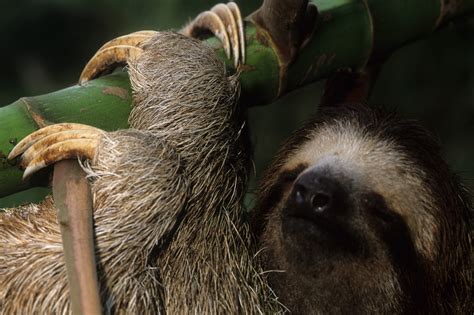 1_eating_together_1_sloth | Smithsonian Tropical Research Institute