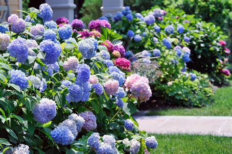 35 Hydrangea Garden Ideas Pictures Home Stratosphere