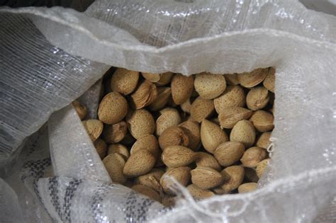 Des Noisettes Amandes Récolter Photo gratuite sur Pixabay Pixabay