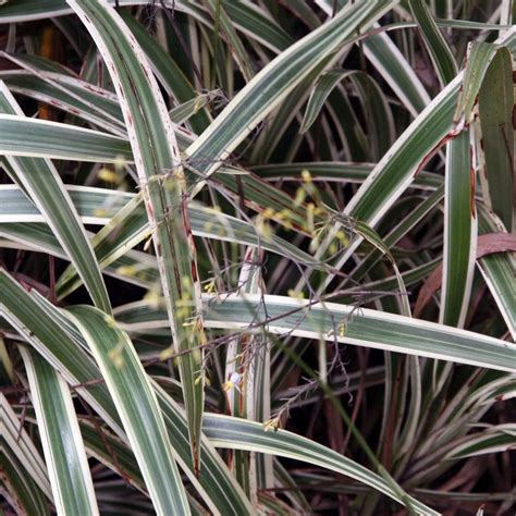 Variegated Flax Lily