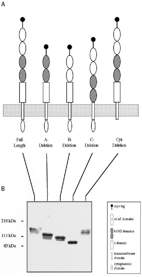 Dominant Negative Receptor Semantic Scholar