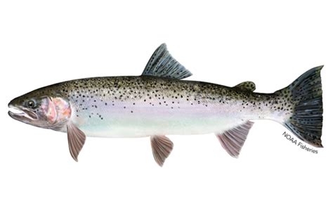 Steelhead Trout | NOAA Fisheries