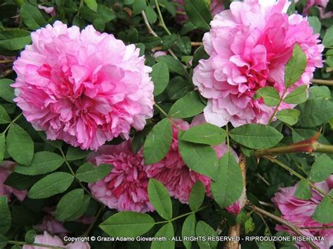 Ca' delle Rose - Giardino Roseto BioDinamico, Rose Antiche | Rose ...