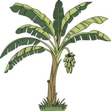 Banana Tree Cartoon Banana Tree Cartoon Photo Banana Tree Cartoon