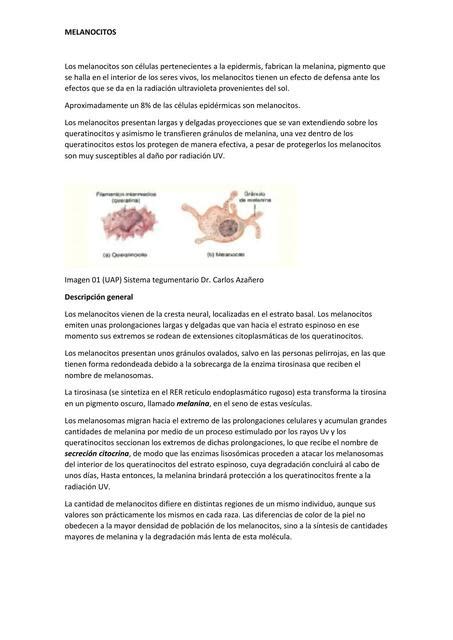 Melanocitos Oscar Choquehuanca Mamani Udocz