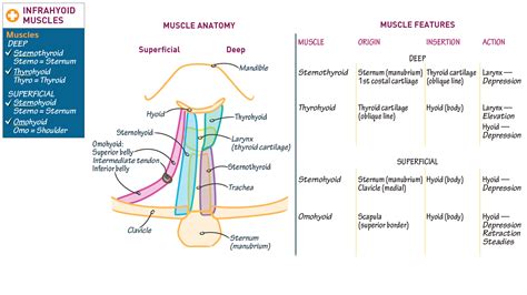 Gross Anatomy: Infrahyoid Muscles | ditki medical & biological sciences