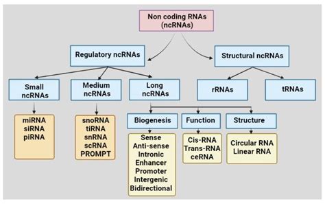 Classification Of Non Coding Rnas Based On Structures And Functions