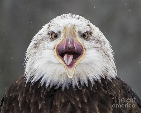 Screeching Bald Eagle III Photograph by Abeselom Zerit | Fine Art America
