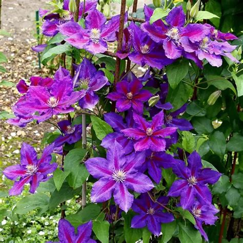 Unleash The Beauty Of Clematis Essential Tips For Growing And Caring