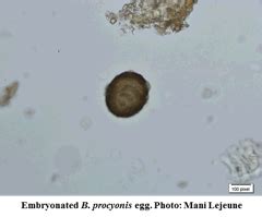 Baylisascaris Procyonis Life Cycle