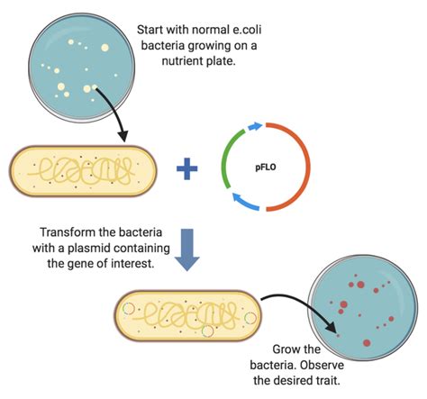 Escherichia coli transformation | Astral Projection