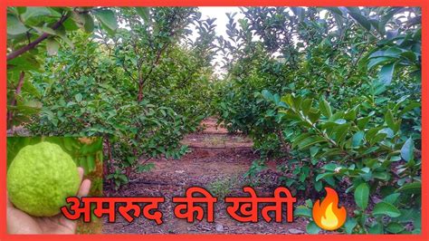 Taiwan Pink Guava Farming अमरुद की खेती Amrud Ke Khati Youtube