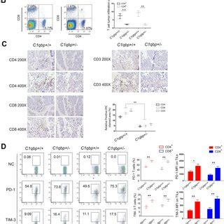 C1qbp Knockdown Alters T Cell Mitochondrial Morphologies A T Cells