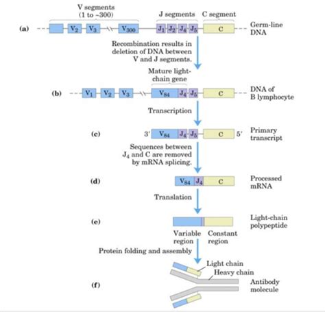 C1 DNA Damage And Repair 1 Flashcards Quizlet