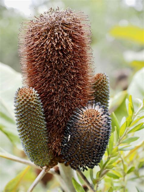 Banksia Robur Australian Plants Society