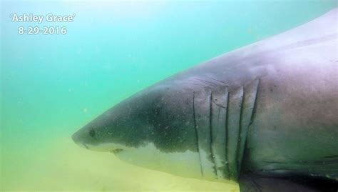 Sharks Already Returning To Cape Cod