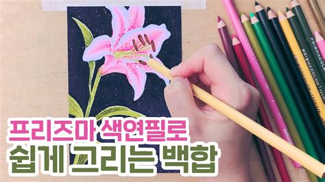 프리즈마 색연필로 꽃 쉽게 그리는 방법 백합 How To Drawing Flower Lily Youtube